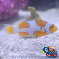 Picasso Percula Clownfish (Aquacultured) Fish