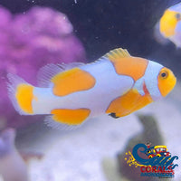 Picasso Percula Clownfish (Aquacultured) Fish
