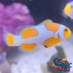 Picasso Percula Clownfish (Aquacultured) Fish