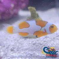 Picasso Percula Clownfish (Aquacultured) Fish
