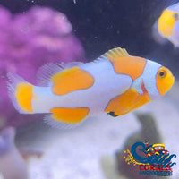 Picasso Percula Clownfish (Aquacultured) Fish