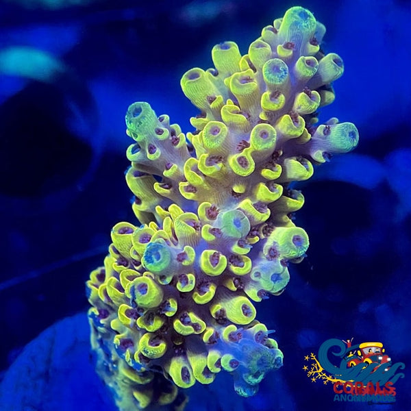 Pikachu Acropora (1 Frag) Acropora