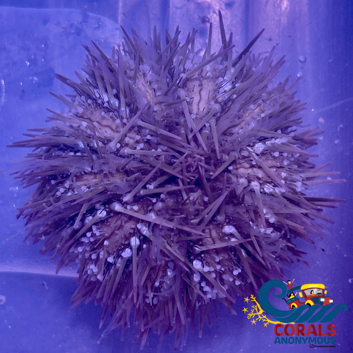 Pincushion Sea Urchin Urchin