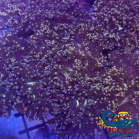 Pink And Blue Tip Frogspawn Frogspawn