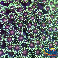 Pink And Green Goniopora (1 Frag) Goniopora
