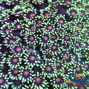 Pink And Green Goniopora (1 Frag) Goniopora