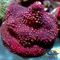 Ready Pink Cherry Bomb Montipora (.5-1 Frag)