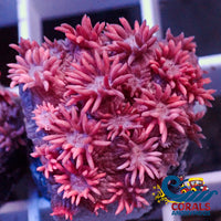 Pink Goniopora (0.5-1’ Frag) Goniopora
