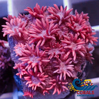 Pink Goniopora (0.5-1’ Frag) Goniopora
