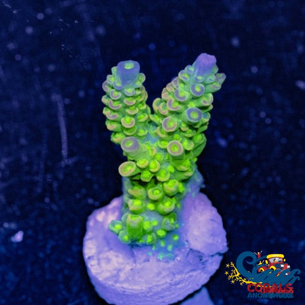 Pink Lemonade Acropora (1 Frag) Acropora