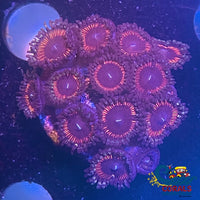 Pink Rim Blue Eye Zoa 10-15 Polyps Colony Zoa
