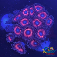 Pink Rim Blue Eye Zoa 10-15 Polyps Colony Zoa
