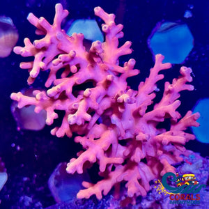 Pink Starfire Acropora (1 Frag) Acropora