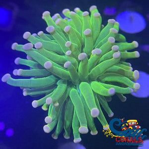 Pink Tip Neon Green Torch (Single Polyp) Torch