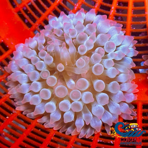 Pink Tip Snowflake Bubble Anemone Bubbletipanemone