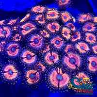 Pink Wink Zoa 10-15 Polyps Colony Zoa
