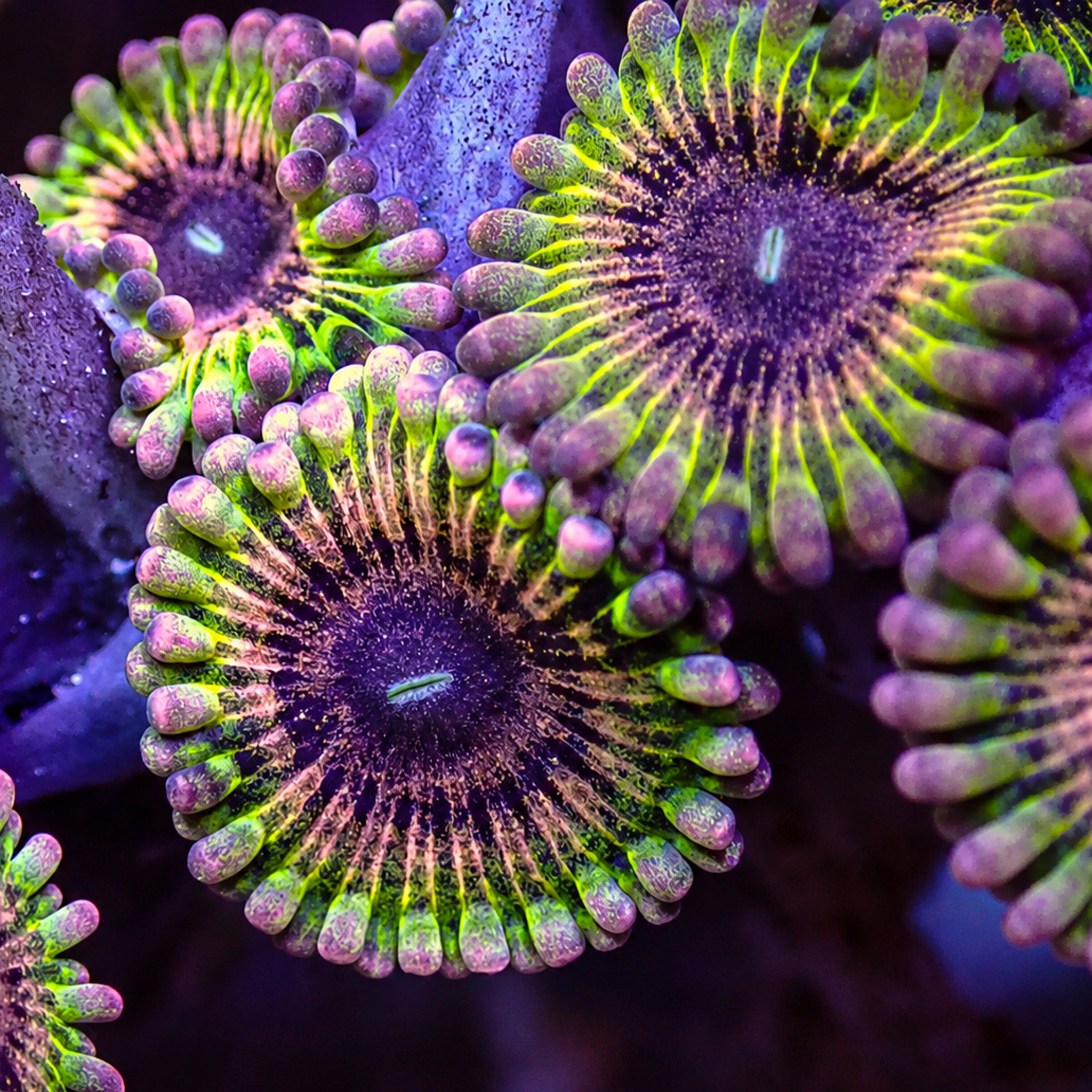 Coral様　3点おまとめ Pink Candyland Zoa (2-3 Polyps) | Corals Anonymous