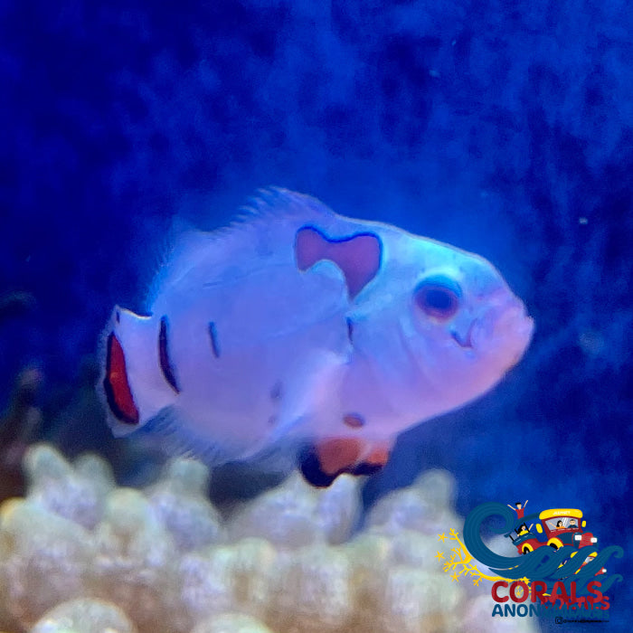 Platinum Clownfish Fish