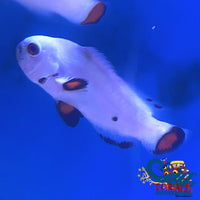 Platinum Clownfish Fish
