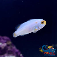 Platinum Percula Clownfish (Aquacultured) Fish