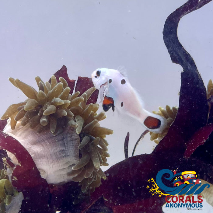 Platinum Super Storm Clownfish (Aquacultured)(I5) | Corals Anonymous