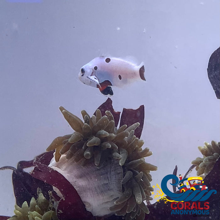 Platinum Super Storm Clownfish (Aquacultured)(I5) | Corals Anonymous