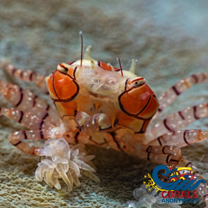 Pompom Anemone Crab (Lybia Tesselata) Crab
