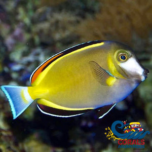 Powder Brown Tangs 3-4 (Acanthurus Japonicus) Fish