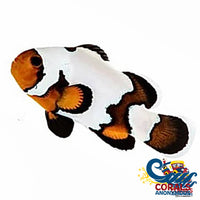 Premium Black Ice Clownfish (Aquacultured) Fish