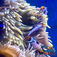 Premium Frostbite Clownfish (Aquacultured) Fish