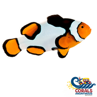 Premium Onyx Picasso Percula Clownfish (Aquacultured) Fish
