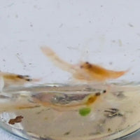 CA Mini Reef Cleaner Shrimp (Self-Reproducing)
