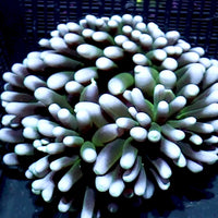 WYSIWYG Ultra White Lotus Long Tentacle Anemone (5-6”)
