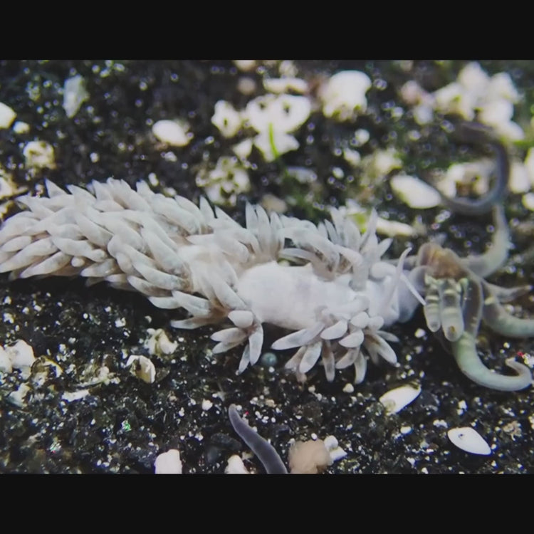 Berghia Nudibranch (Aiptasia Eater)