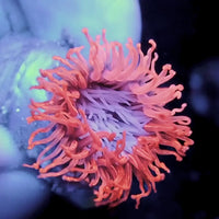 Orange Blaze Pink Tube Anemone
