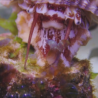 Giant Turbo Snail (Algae Eater, 1.5-3")
