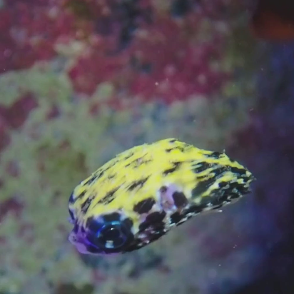 WYSIWYG Juvenile Blue Pelagic Procupine Puffer (Rare, 0.5-1
