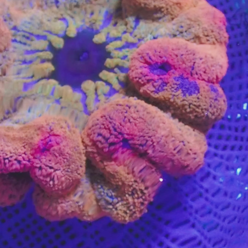 WYSIWYG Ultra Rainbow Pink Fairydust Haddoni Carpet Anemone (Rare, 7-9