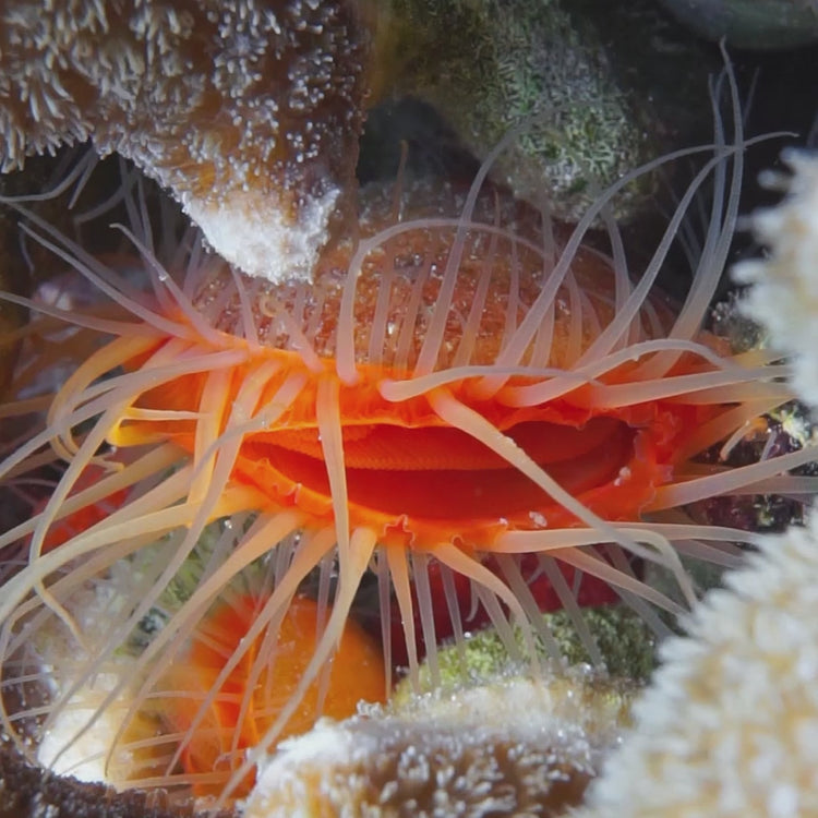 Reef Filter Flame Scallop