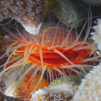 Reef Filter Flame Scallop
