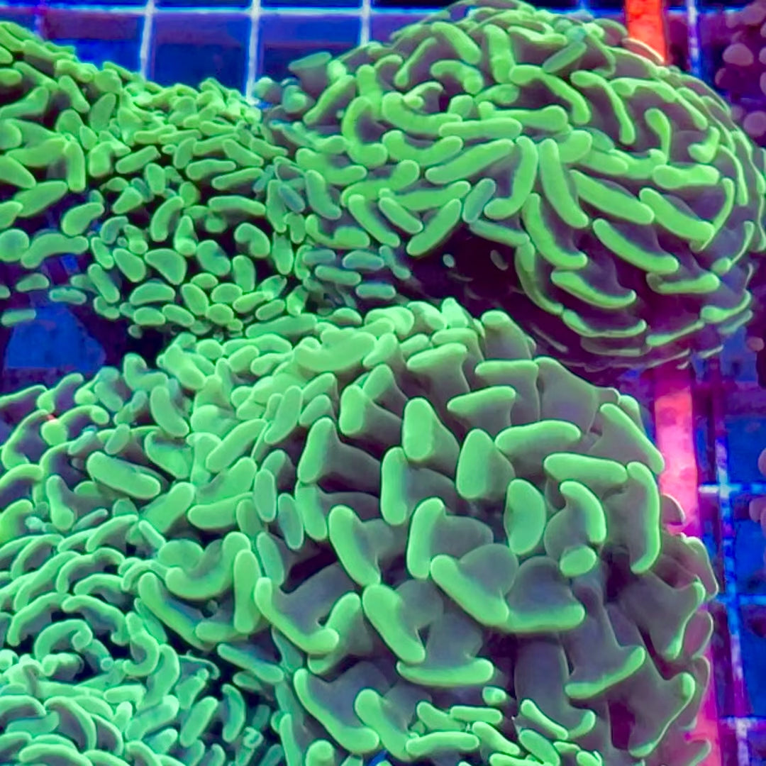 Aussie Neon Green Branching Hammer (~2