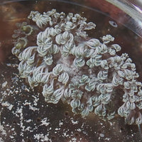 WYSIWYG Xenia Nudibranch (1-2")
