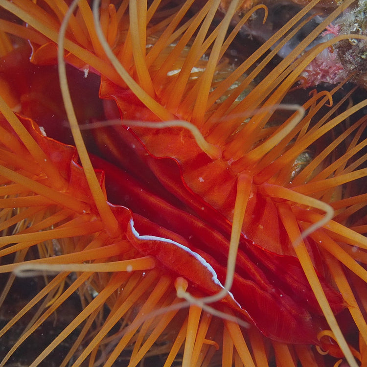 Electric Eye Flame Scallop
