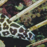 WYSIWYG Tessalata Eel (10-13")
