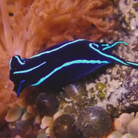 Blue Velvet Sea Slug Nudibranch (Flatworm Eater)
