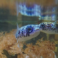 WYSIWYG Adult Blue Pelagic Procupine Puffer (Rare, 2-3")
