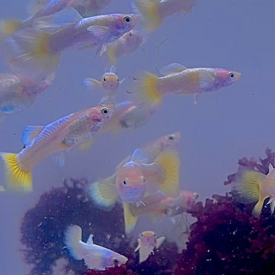 Saltwater Platinum Gold Guppy
