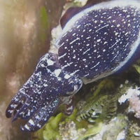 Dwarf Cuttlefish (2.5-3")
