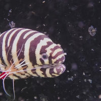 WYSIWYG Behemoth Zebra Moray Eel (20-25")
