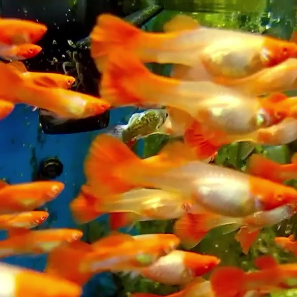 Saltwater Orange Koi Guppy